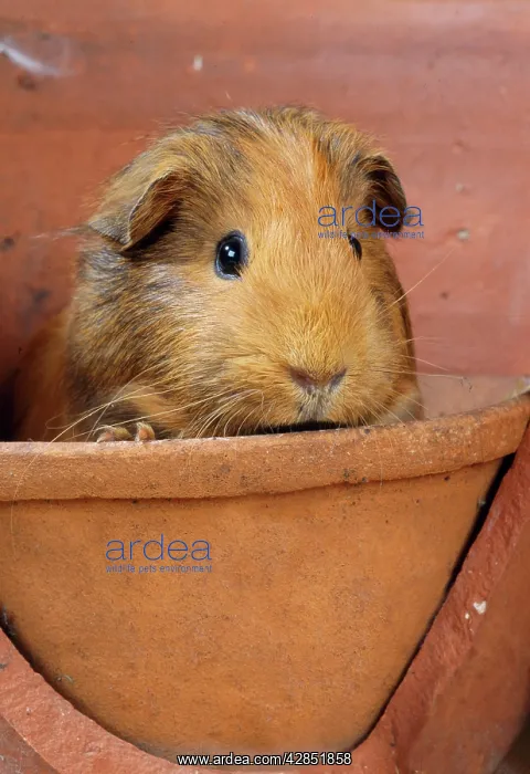 : GUINEA PIG - in Terracotta flower pot : GUINEA PIG - in Terracotta flower pot