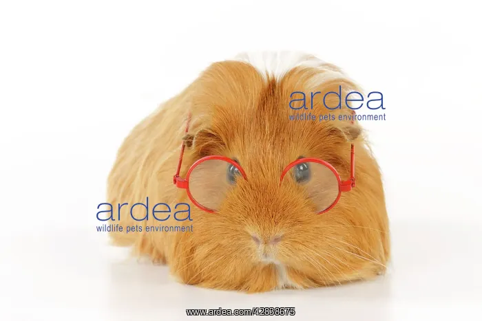  : Guinea pig wearing glasses