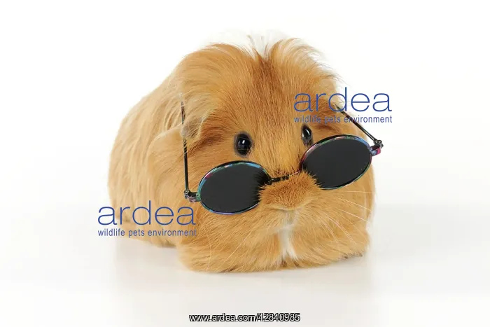  : Guinea pig wearing glasses