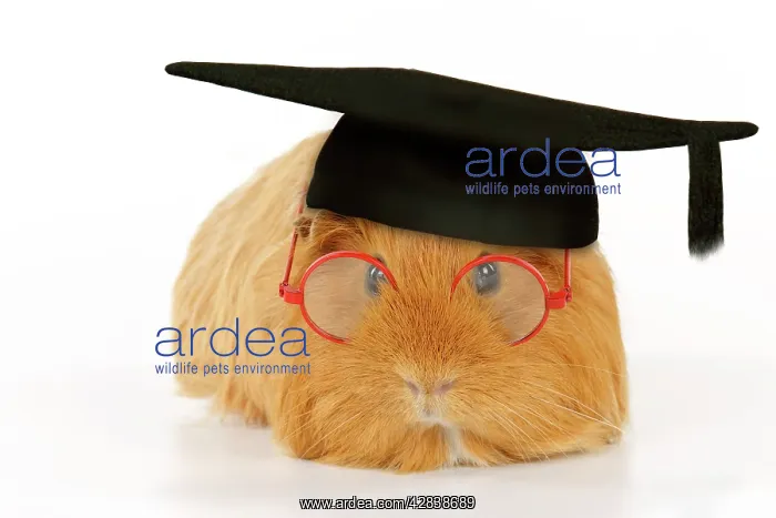  : Guinea pig wearing glasses and mortar board
