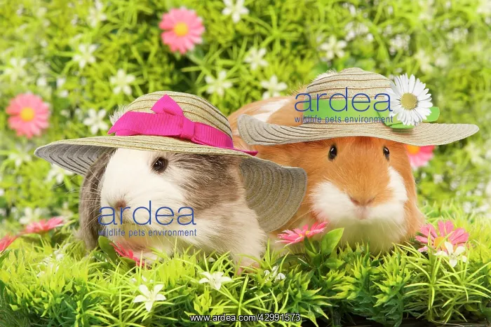 : Guinea Pig, two wearing straw hats with flowers : Guinea Pig, two wearing straw hats with flowers