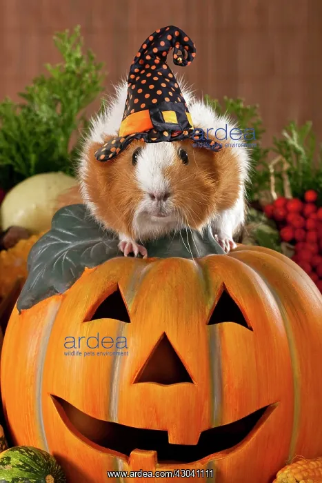 : Guinea pig wearing witches hat sitting on a jack-o-lantern : Guinea pig wearing witches hat sitting on a jack-o-lantern