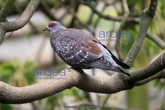 : Guinea Pigeon (Columba guinea) : Guinea Pigeon (Columba guinea)