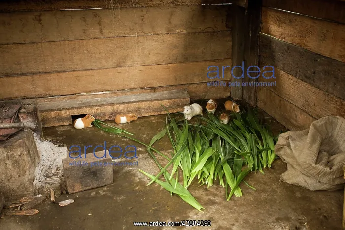 : Guinea Pigs - in captivity for human consumption : Guinea Pigs - in captivity for human consumption