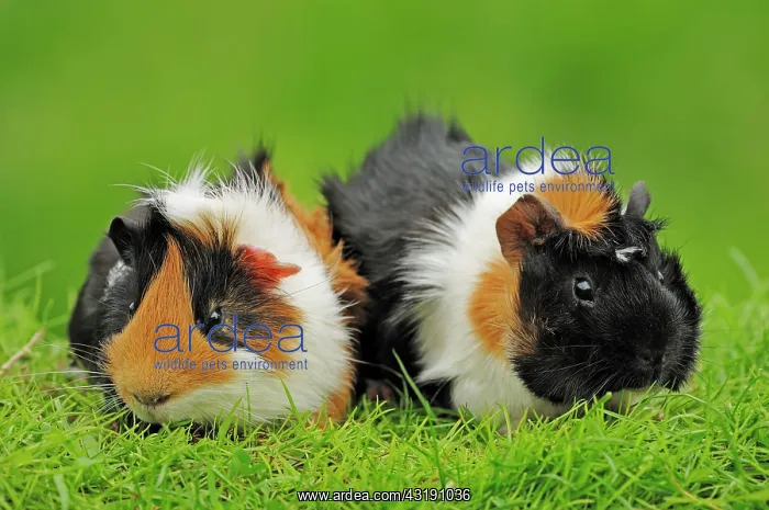 : Guinea Pigs (Cavia porcellus), pair : Guinea Pigs (Cavia porcellus), pair