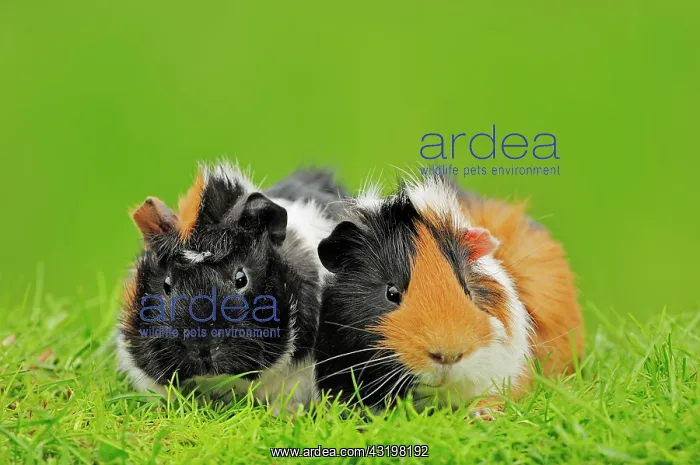 : Guinea Pigs (Cavia porcellus), pair Meerschweinchen : Guinea Pigs (Cavia porcellus), pair Meerschweinchen