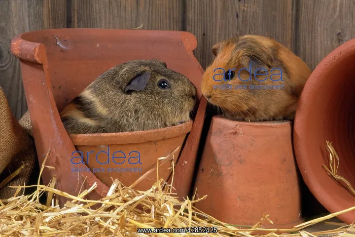  : GUINEA PIGS - in flower pots