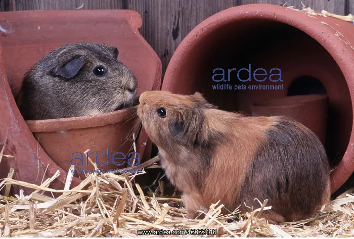 : GUINEA PIGS - in flower pots : GUINEA PIGS - in flower pots