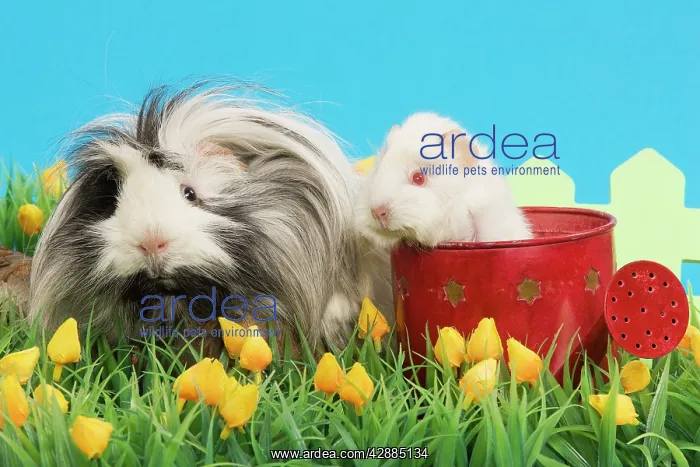 : Guinea Pigs - two in garden setting with watering : Guinea Pigs - two in garden setting with watering