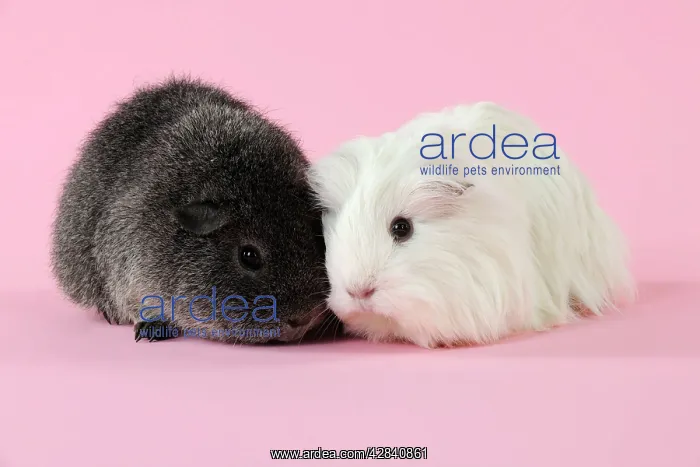 : Guinea pigs sitting together : Guinea pigs sitting together