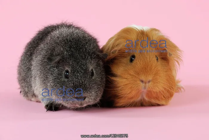 : Guinea pigs sitting together : Guinea pigs sitting together