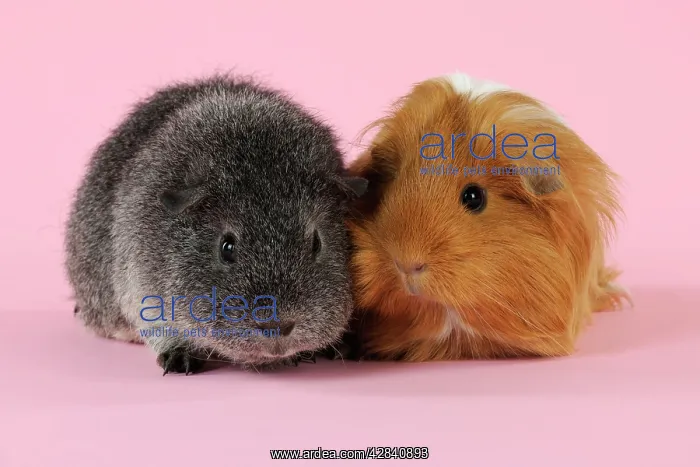 : Guinea pigs sitting together : Guinea pigs sitting together