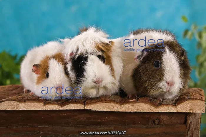 : Three guinea pigs on a small wooden hut : Three guinea pigs on a small wooden hut
