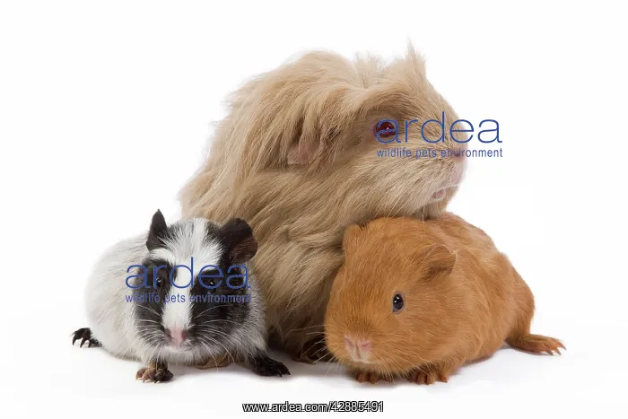  : Guinea Pigs - in studio