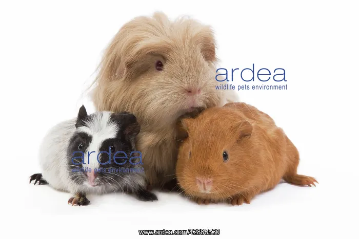  : Guinea Pigs - in studio