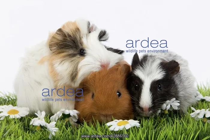  : Guinea Pigs - in studio
