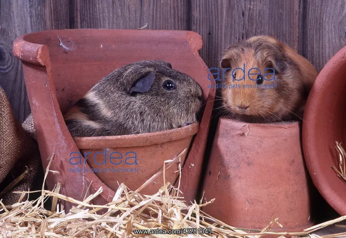 : GUINEA PIGS - in Terracotta flower pots : GUINEA PIGS - in Terracotta flower pots