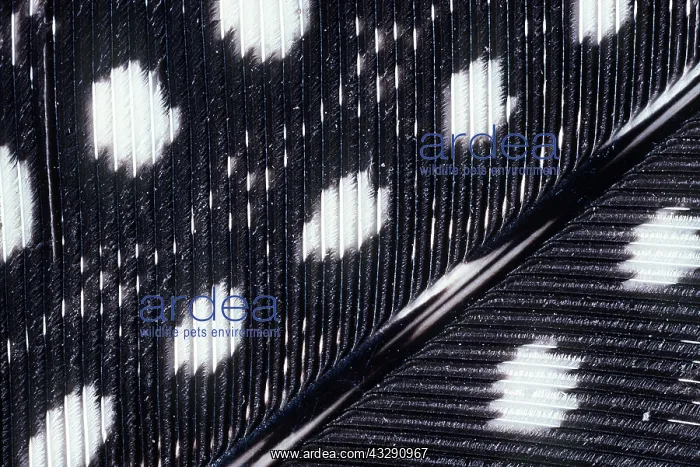 : GUINEAFOWL - feather in close-up : GUINEAFOWL - feather in close-up