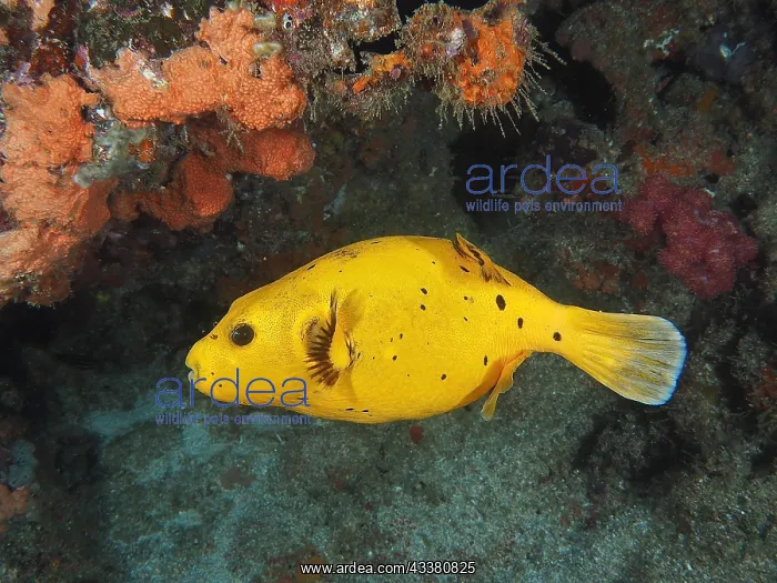 : Guineafowl puffer (Arothron meleagris), yellow variant : Guineafowl puffer (Arothron meleagris), yellow variant