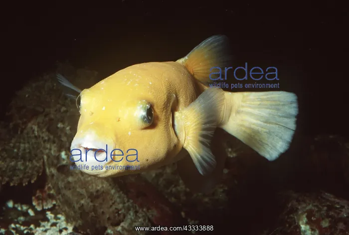 : GUINEAFOWL PUFFER - Golden Phase : GUINEAFOWL PUFFER - Golden Phase