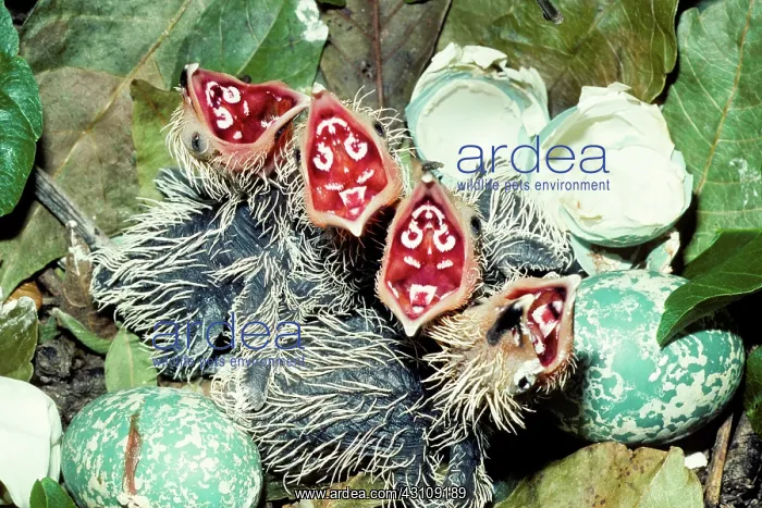 : Guira Cuckoo (Guira guira) chicks : Guira Cuckoo (Guira guira) chicks