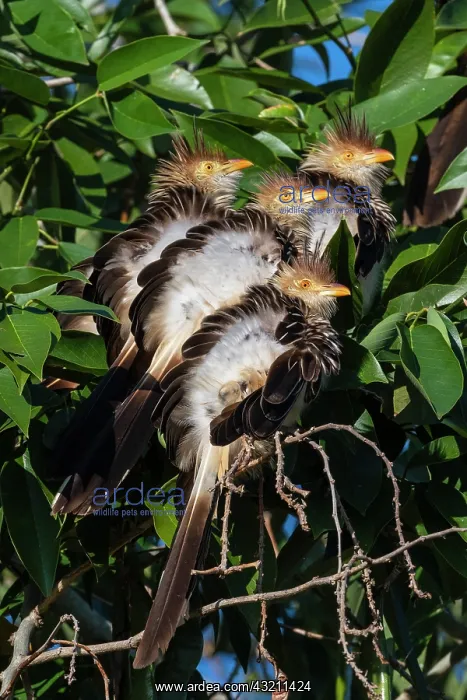 : Guira cuckoo (Guira guira), Pantanal, Mato Grosso