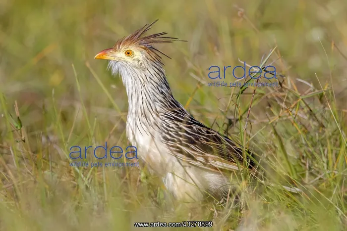 : Guira Cuckoo (Guira guira) sitting in grassland : Guira Cuckoo (Guira guira) sitting in grassland