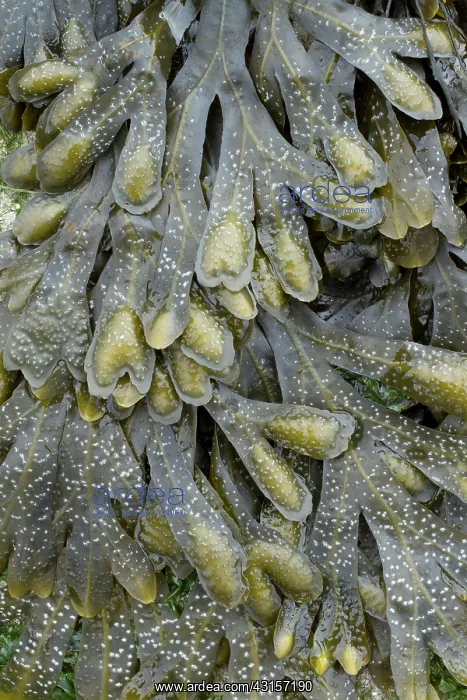 : Guiry's wrack. Plougonvelin, Finistere. Bretagne : Guiry's wrack. Plougonvelin, Finistere. Bretagne