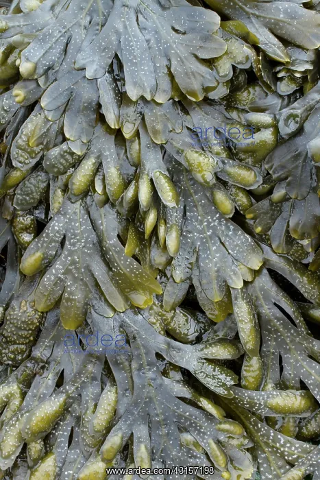 : Guiry's wrack. Plougonvelin, Finistere. Bretagne : Guiry's wrack. Plougonvelin, Finistere. Bretagne