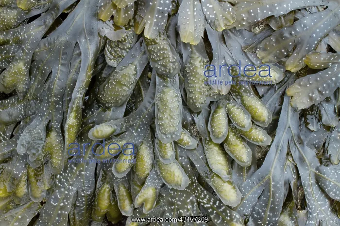 : Guiry's wrack. Plougonvelin, Finistere. Bretagne : Guiry's wrack. Plougonvelin, Finistere. Bretagne
