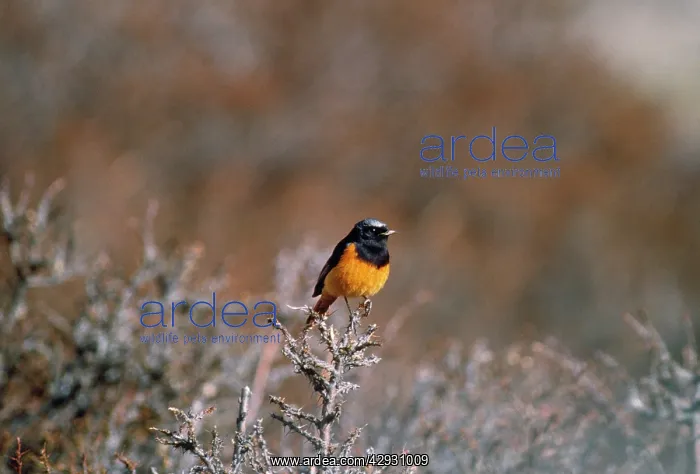 : Guldenstadt's Redstart - on hippophae sp. bush : Guldenstadt's Redstart - on hippophae sp. bush