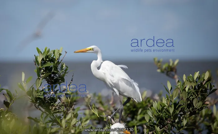 : Gulf Coast Barrier Islands : Gulf Coast Barrier Islands