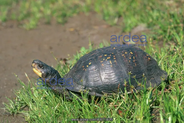 : Gulf Coast Box Turtle : Gulf Coast Box Turtle