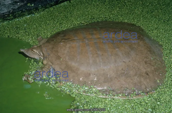 : Gulf Coast Smooth Softshell Turtle : Gulf Coast Smooth Softshell Turtle