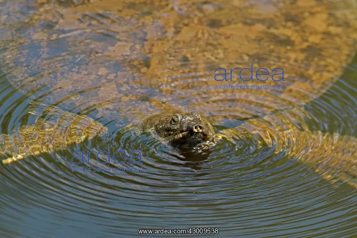 : Gulf Coast Spiny Softshell Turtle in water : Gulf Coast Spiny Softshell Turtle in water