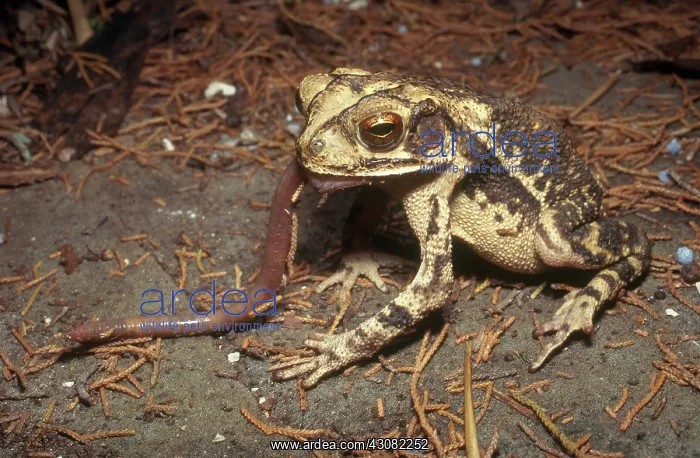 : Gulf Coast Toad : Gulf Coast Toad
