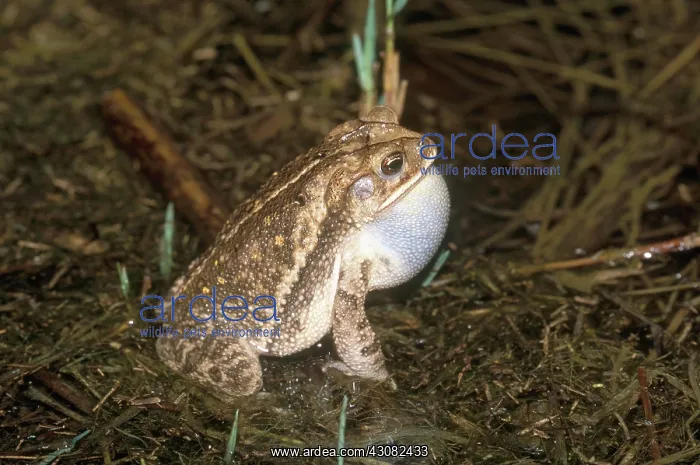 : Gulf Coast Toad : Gulf Coast Toad