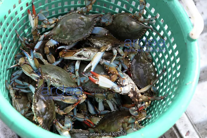 : Last Gulf Crab catch before closure of fishery : Last Gulf Crab catch before closure of fishery