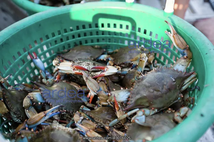 : Last Gulf Crab catch before closure of fishery : Last Gulf Crab catch before closure of fishery