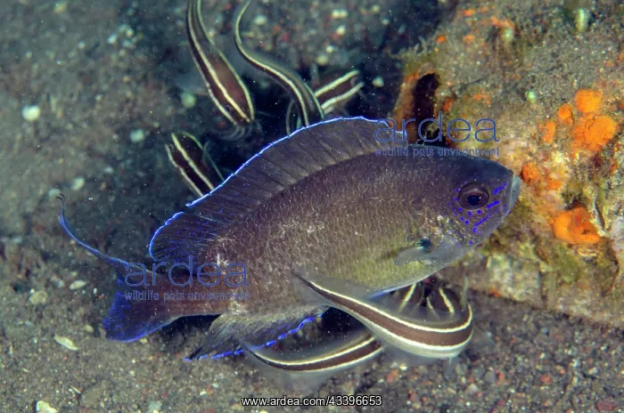 : Gulf Damselfish with Striped Catfish : Gulf Damselfish with Striped Catfish