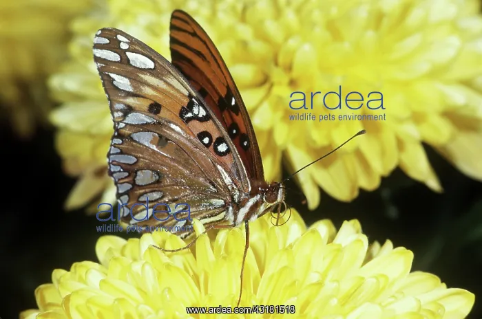 : Gulf Fritillary : Gulf Fritillary