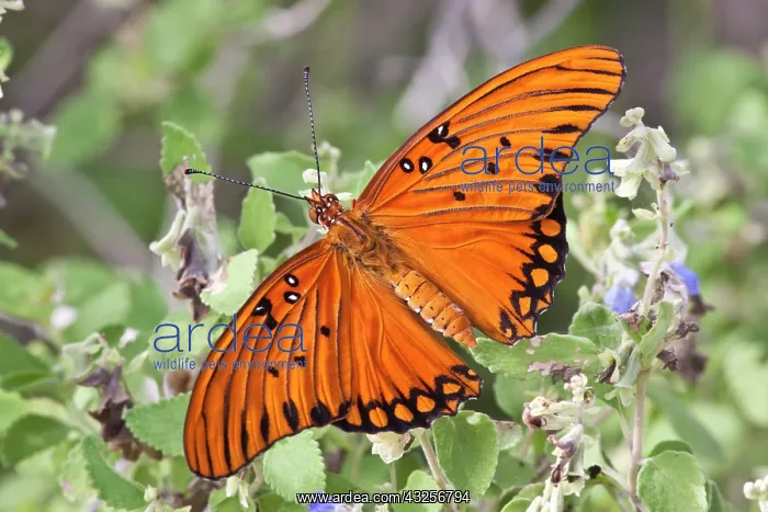 : Gulf Fritillary (Agraulis vanillae) nectaring : Gulf Fritillary (Agraulis vanillae) nectaring