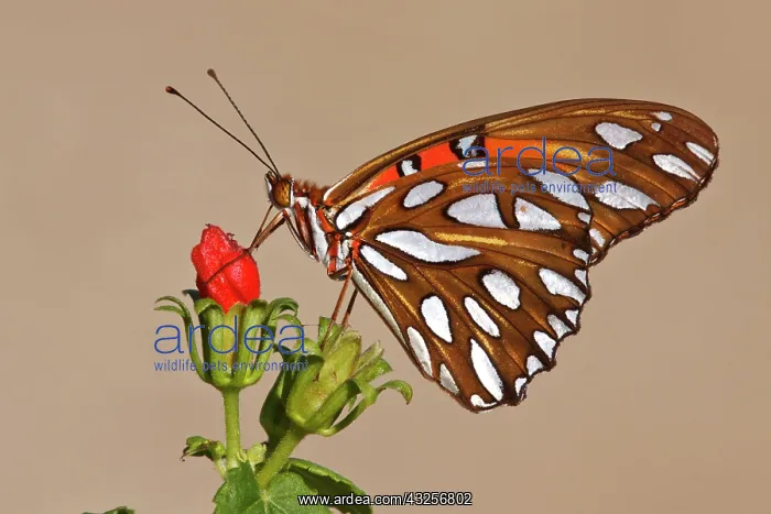 : Gulf Fritillary (Agraulis vanillae) nectaring : Gulf Fritillary (Agraulis vanillae) nectaring