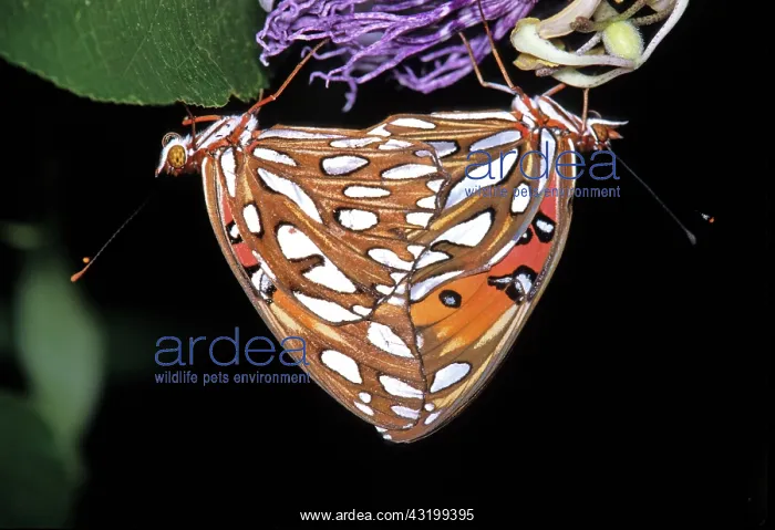 : Gulf Fritillary Butterflies Mating : Gulf Fritillary Butterflies Mating