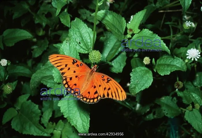 : Gulf Fritillary Butterfly : Gulf Fritillary Butterfly