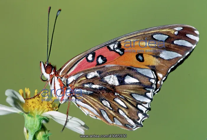 : Gulf Fritillary Butterfly : Gulf Fritillary Butterfly