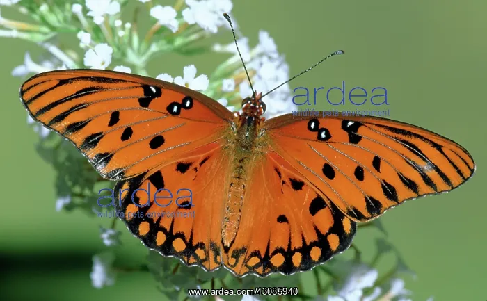 : Gulf Fritillary Butterfly : Gulf Fritillary Butterfly
