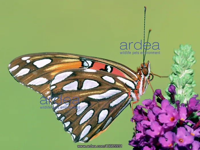 : Gulf Fritillary Butterfly : Gulf Fritillary Butterfly