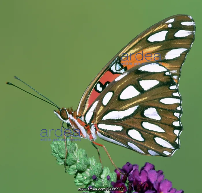 : Gulf Fritillary Butterfly : Gulf Fritillary Butterfly