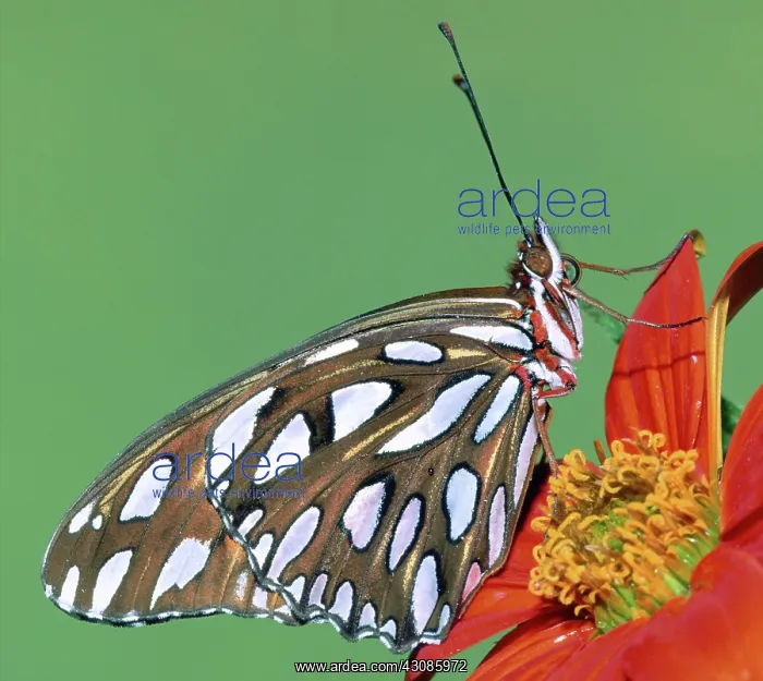 : Gulf Fritillary Butterfly : Gulf Fritillary Butterfly